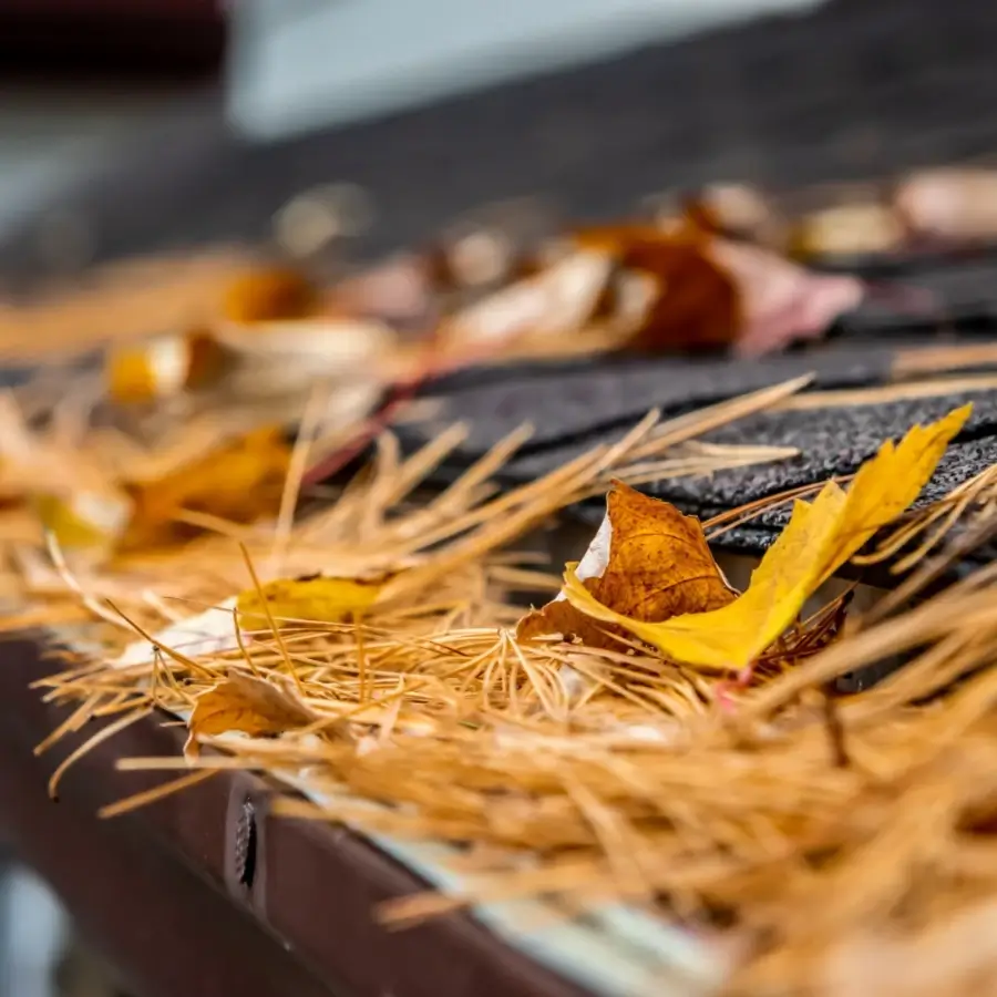 Clogged roof gutter filled with pine needles and autumn leaves on asphalt shingle roof in Muskoka Ontario